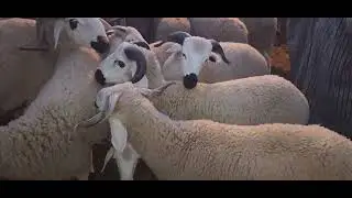 مباشرة من سوق الأسبوعي تلات فيني مع تمن خروف حولى تاريخ 13/1/2026🇲🇦