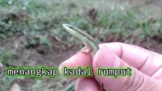 MENANGKAP KADAL CEKRE/KADAL RUMPUT DI SAWAH