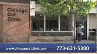 Welcome to Chicago Cat Clinic | Chicago, IL