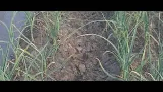 NS756 Lehsan