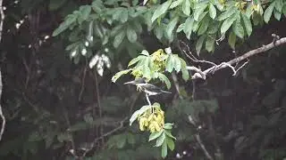 Protected Areas- Safeguarding Belize's natural heritage