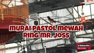 MURAI PASTOL MEWAH RING MR. JOSS