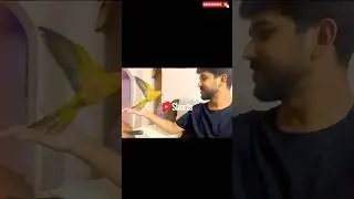 My Co-Star has Feathers!🦜    @robinsediary #shorts #birds #reels  #pets #tamil #trending