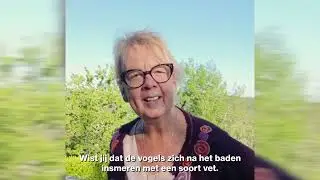 ROOTSUM | Een drinkbak voor INSECTEN en VOGELS in je tuin