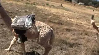 Alpha more saddle practice, with weights in the saddle