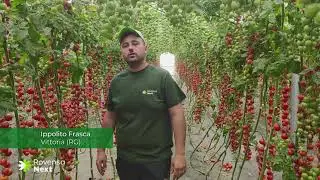 Pomodoro ciliegino Sicilia - Azienda agricola Frasca Ippolito