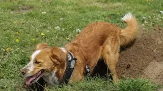 &iquest;Por qu&eacute; mi perro hace pozos en el patio y c&oacute;mo lo evito?