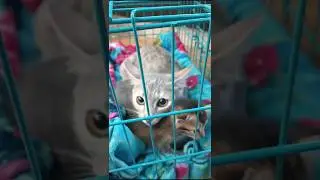 new born kitten 🐾😺 #kitten #kitty #babykitty #cutecat #new #shorts