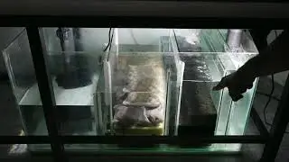 මොන්ස්ටර් ටැංකියේ ෆිල්ටරය | How to build an Aquarium Sump