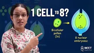 Gynoecium & Embryo Sac Development Simplified | NEET Simplified