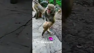 baby monkey annoying her mom #babymonkey #animals #fyp #foryou #TikTokViral #funny