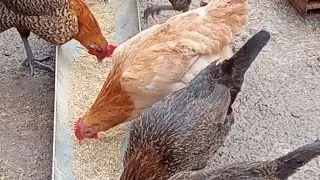 جمع البيض فالعشيه