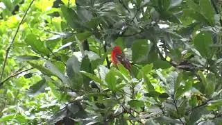 Piranga bidentata -  Flame-colored Tanager