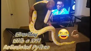 Wrestling with a 17ft Reticulated python😂🐍