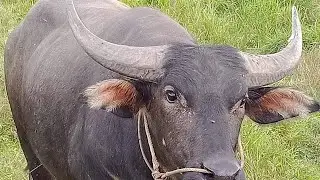Buffalo in Cambodia, Buffalo War
