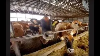 Virtual Farm Tour to a North East Dairy - Young Elementary Students - Dutch Hollow Farm - 11/12/19