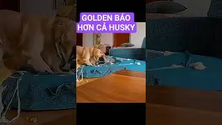 B&aacute;o thủ lại c&atilde;i tay đ&ocirc;i với Sen v&igrave; Bị golden chơi đểu 😡🤣 #shorts  #pets #husky #goldenretriever