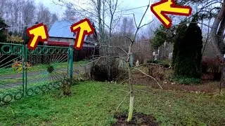 Цепью выпрямляю кривую яблоню и провожу её обрезку