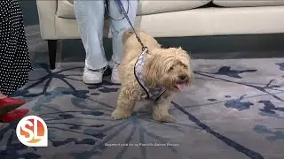 Adopt a dog or cat and help Arizona animals find their families at Foothills Animal Rescue