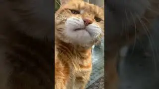 Oyen ikut cover lagu😂