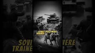 Did you know #DidYouKnow #WarTactics #BizarreHistory #WWIIFacts