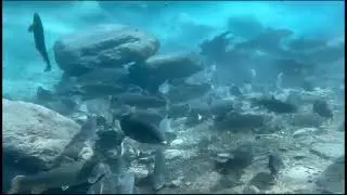Namaycush im Quellwasser