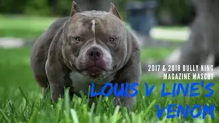 BEST POCKET BULLY STUD | BLOODLINE | LOUIS V LINE'S VENOM | VENOMLINE