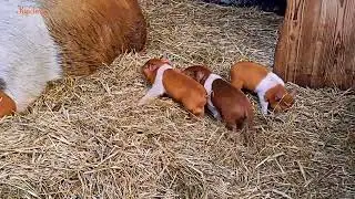 #Funny piglets#Lustige Ferkelchen#animalvideos#Tiere