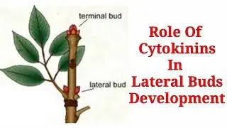 Role Of Cytokinins In Lateral Buds Development | Lec. 56 | Plant Physiology