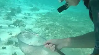 Collecting cockles from sandy habitat in Guam