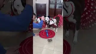 Un gioco di&hellip; Zampa 🐾🐾 #dogs #dog #dogvideo #dogvideos #giochi