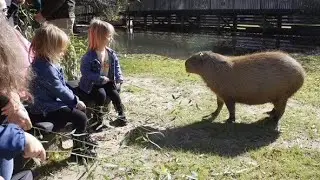 Twins feed giraffe and capybara