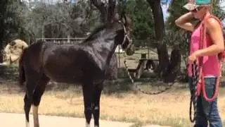 Training your foal to lead