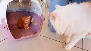 MICIA E IL NUOVO CUCCIOLO DEL DOTTOR TIMOTI SI INCONTRANO PER LA PRIMA VOLTA E SUCCEDE QUESTO...
