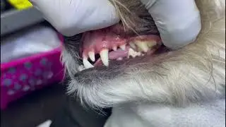 Safe Non-Anesthetic Pet Teeth Cleaning _ Anesthesiologist Testimonial