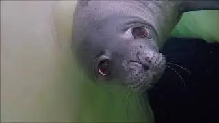 Weddell seal pup and mom in breathing hole
