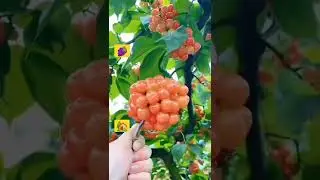 Amazing Grapes 🍇 Fruit in Pakistan - New Grapes 🍇