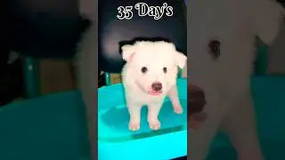 🐶Grow 1 to 35 Day&rsquo;s #shorts #dog #pets #pomeranian #funny #cute #love #doggieskasansar