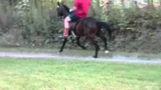 world grand champion speed racking horse