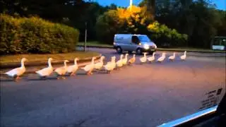Ducks in Row at Motorway Services
