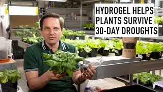 New organic hydrogel helps plants withstand 30-day droughts
