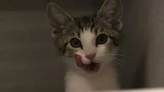 SPOT 127 Bootcamp: Arizona Humane Society - Alexander Galvan Reporting