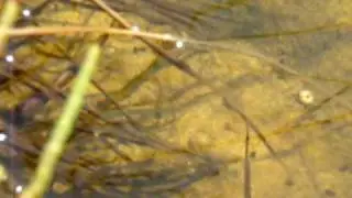 Aphanius Iberus. Fartet.