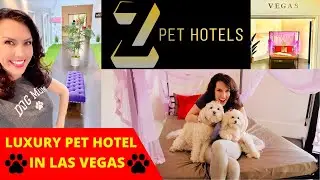 LUXURY PET HOTEL  🐾  LAS VEGAS