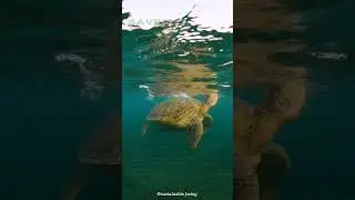 How Sea Turtles Travel Thousands of Miles! 🐢🌊 | Turtle Migration and Habitat Conservation Explained
