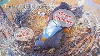 #204🦅E26🐥24&deg;／SWFL Bald Eagle Nest 2025-2026／F23💗M15／Powerd by Southwest Florida Eagle Cam