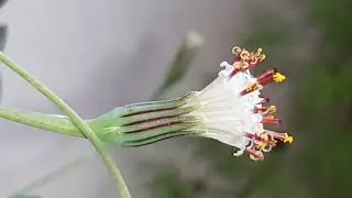 SENECIO ROWLEYANUS (ROS&Aacute;RIO) #flores