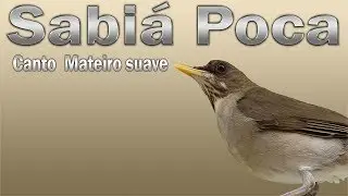 Sabiá Poca canto mateiro suave gravado ao vivo em HQ para ensinamento de filhotes