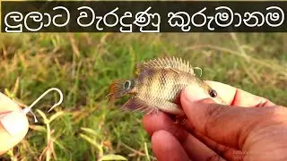 Try To Catch Snakehead Fish | Live fish Bait | Murrel Fish Catching | ලුලාට වැරදුනු කුරුමාණම
