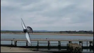 DJI mini 3 pro drone versus seagull near miss (March 2023 )